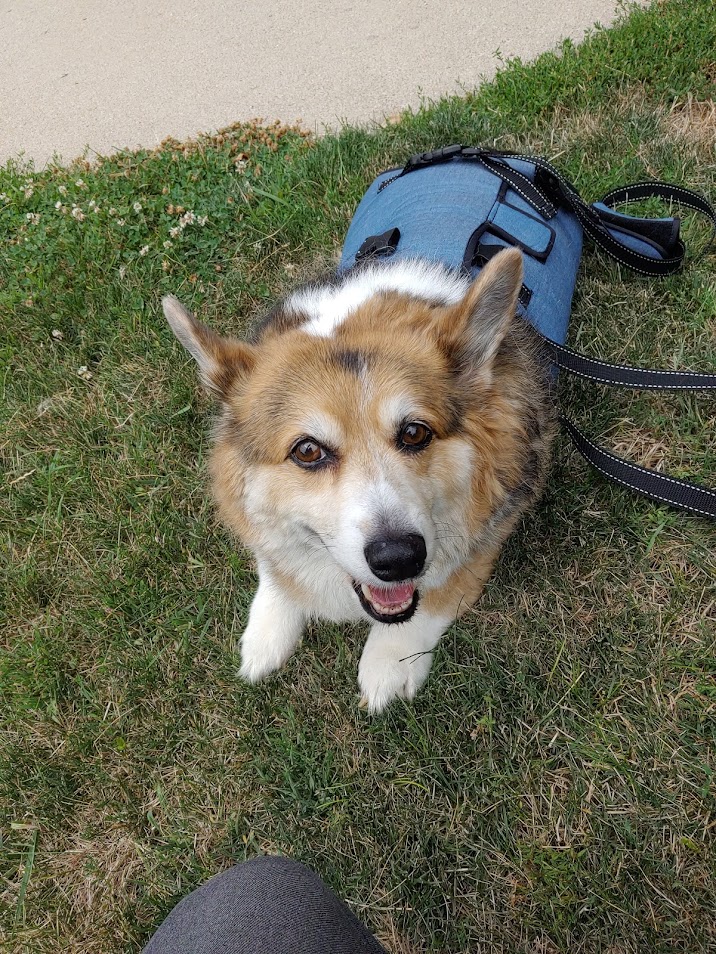 A picture of my dog, a senior Pembroke Welsh Corgi.